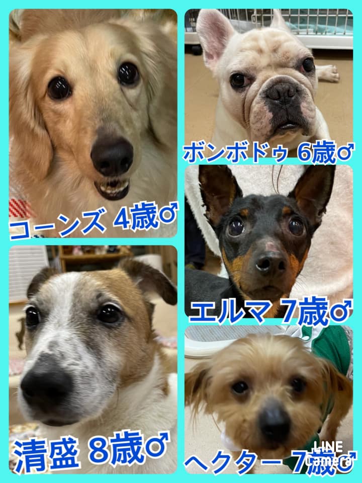 🐾今日の里親様募集中ワンコ🐶メンバーです🐾2021,5,3